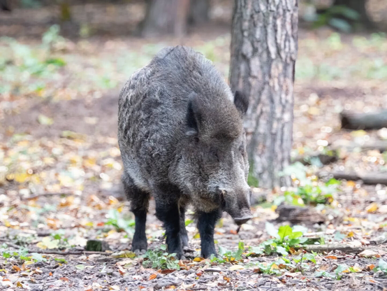 Wild Boar

#wildboar #schwarzwild #forest #photography #animalphotography #TegelerForst #Berlin