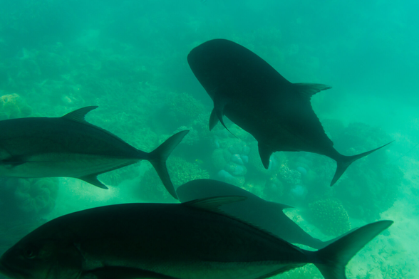 The silhouettes of large fish swimming in green looking waters.