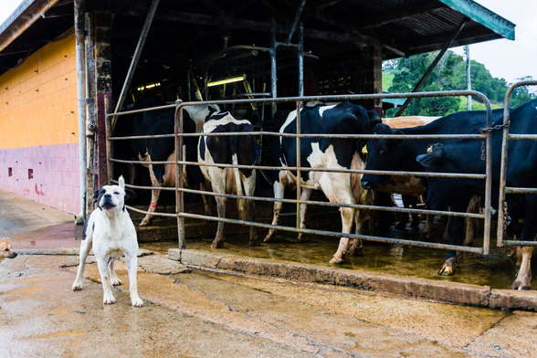 On the lower left, a defiant looking cattle dog is posed in a rather threatening way towards the viewer. On the right cows are behind a fence leading into a barn.