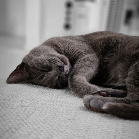 Sleeping beauty – Koko 🐈

#catsofinstagram #cats #beautifulcat #cat #photography #itsacatslife 

[https://memories.brush-and-tale.com/wp-content/uploads/2024/06/357373025_173074572425158_7737093594351912127_n_18214889002216171.webp]…