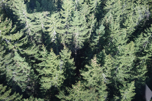 A dense mature pine forest seen from above, almost vertically down, in bright sunlight. The viewpoint is probably no more than double the height of the trees, which are reaching up from bases that are hidden in dense foliage.  Large cluster of pinecones can be seen at the apex of some trees.
