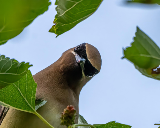 A photograph of a Cedar Waxwing looking down from above, surrounded by the leaves and a few berries of a mulberry tree.
