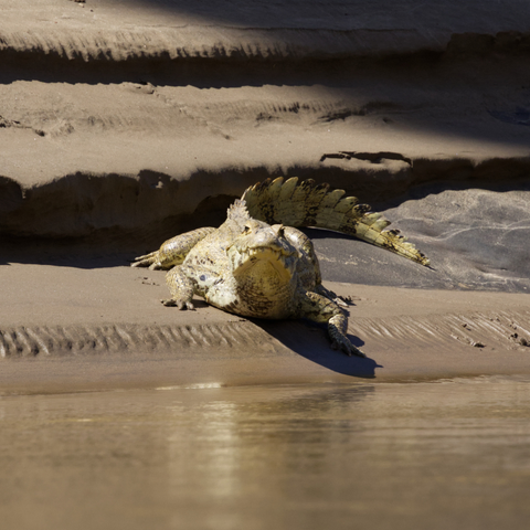 Blick von einem Fluß auf dessen sandiges Ufer. Dort liegt ein großer Brillenkaiman (Caiman yacare). Der Betrachter sieht ihn von vorn. Das Tier hat den Kopf angehoben und schaut interessiert. 
Der Rücken des Brillenkaimans ist dunkeloliv gefärbt, wohingegen die Bauchseite heller und grünlich-gelb bis weiß ist. Er hat einen markanten Knochenwulst vor den Augen, wird meist zwei Meter lang und wiegt bis zu 60 Kilogramm. Die in der Literatur angegebene maximale Größe beträgt 2,70 Meter.