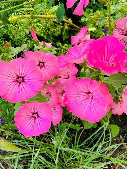 Rosafarbene Petunien.🌸