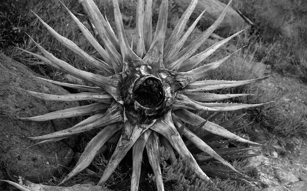 Black abd white photography of a plant with a star shape (some kind of aloe vera).