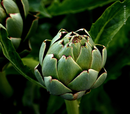 Eine Artischocke in Nachbars Garten.
Matzework