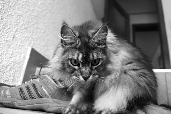 frieda listening to deep house
monochrome image
