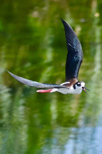 A smallish black and white bird in flight over a river.