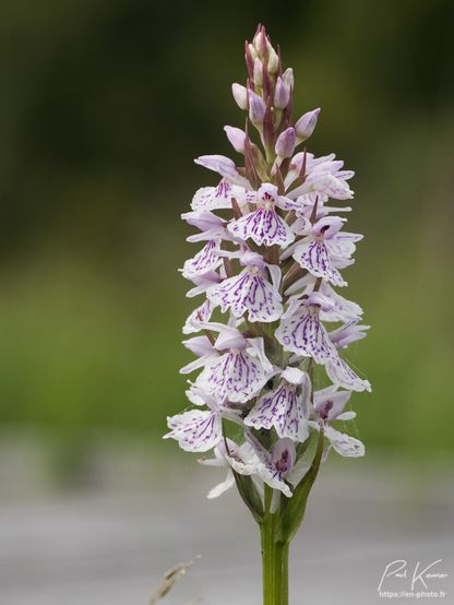 Photo en couleur de format vertical, présentant l'épis floral d'un orchis tacheté, devant un arrière-plan globalement, vert et très, très flou. Les fleurs du sommet de l'épi ne sont pas encore épanouies alors que celles des étages inférieurs sont blanches légèrement rosées avec des traits violet.

