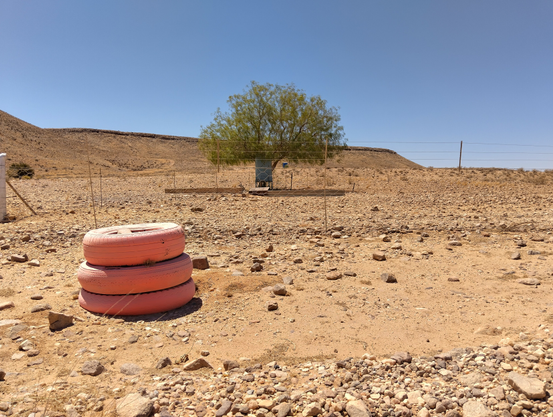 A photo of a blue sky with a green tree in a desert and three pink tires in Namibia.