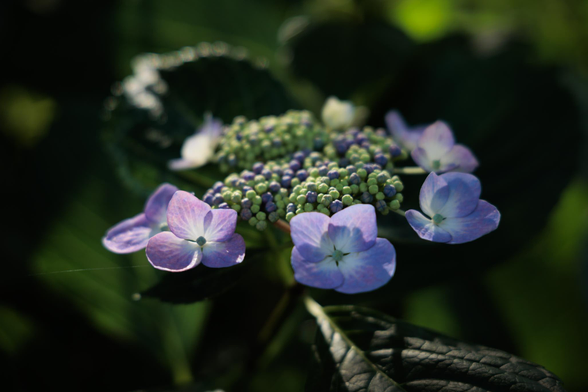 Close-up of delicate purple and green hydrangea flowers, surrounded by lush green leaves, softly illuminated by sunlight.