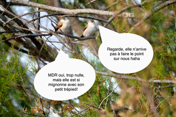 Photo de deux capucins bec de plomb (petits oiseaux beige-brun au bec gris bleuté) posés sur une fine branche au milieu d’un tamaris. Leur tête est légèrement penchée vers la droite et ils font face à l’objectif. On dirait qu’ils vous regardent d’un air à la fois moqueur et attendri, comme on regarde un petit chaton maladroit. Mais surtout, ils sont flous. Deux bulles de conversation ont été ajoutées sur la photo pour les faire parler : 
Oiseau numéro 1 dit : Regarde, elle n’arrive pas à faire le point sur nous, haha
Oiseau numéro 2 dit : MDR oui, trop nulle, mais elle est si mignonne avec son petit trépied!