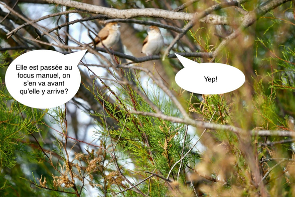 Les deux mêmes capucins bec de plomb de la photo précédente, au même endroit, toujours aussi flous. Sauf que cette fois ils se regardent.
Deux bulles ont été ajoutées à la photo pour les faire parler :
Oiseau 1 dit : Elle est passée au focus manuel, on s’en va avant qu’elle y arrive?
Oiseau 2 dit : Yep! 