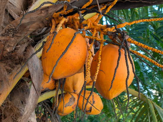 Nahaufnahme des Fruchtstandes einer Kokospalme. Zu sehen sind unter anderem mehrere orange-gelbe Früchte, die dicht gedrängt an orange-gelben Stengeln hängen. Links im Bild der mit altem Laub ummantelte Stamm der Palme. Im Hintergrund Palmwedel.
