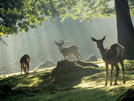 Szene aus dem Tiergehege im Tierpark Olderdissen: Die Morgensonne wirft einzelne Strahlen durch die Baumwipfel auf das Rotwild in schöner grüner Landschaft.