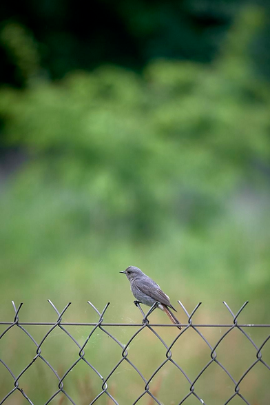 A solitary female black redstart perches gracefully on a wire fence, her soft gray plumage touched with hints of russet on her tail. She gazes into the distance, framed by a dreamy, blurred sea of lush green foliage that hints at the quiet wildness of the garden beyond.