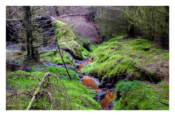 Foto im Querformat. Blick in einen Wald. Der Boden ist mit Moos überzogen, mittig verläuft ein dünner brauner Bach. Keine Nadelbäume sind kahl.