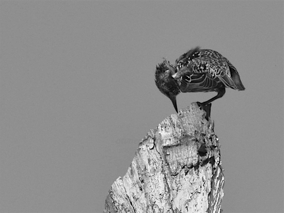 Bird, black and white, photo