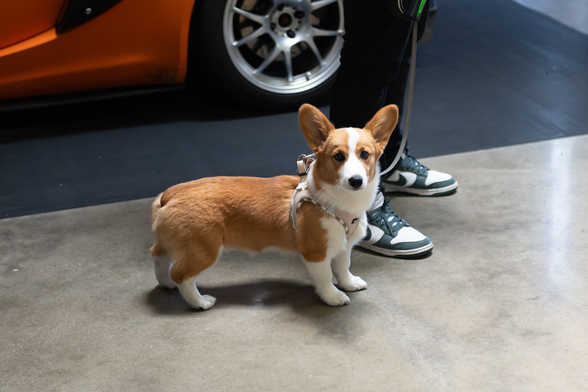 A cute corgi pup with upright ears
