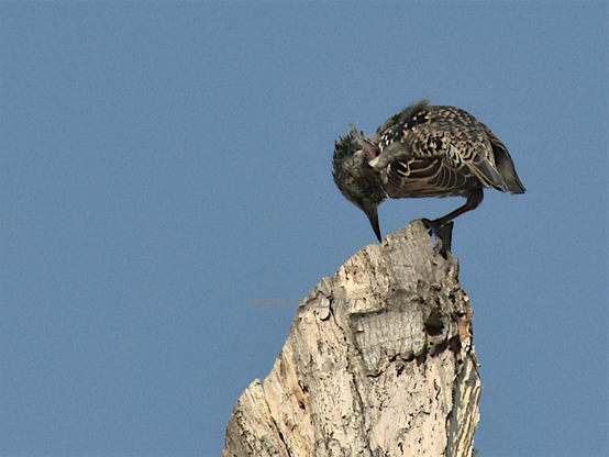 Bird, color, photo