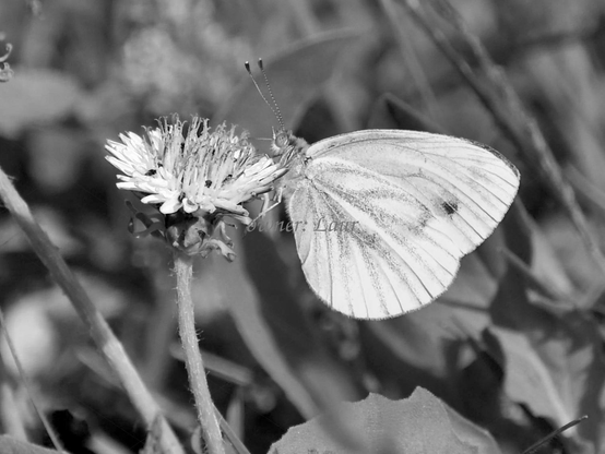 Nature, butterfly, flower, closeup, black and white, photo