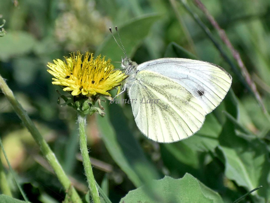 Nature, butterfly, flower, closeup, color, photo