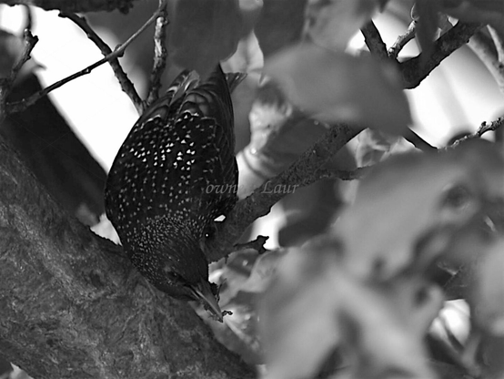 Bird, closeup, black and white, photo