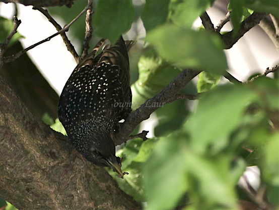 Bird, closeup, color, photo