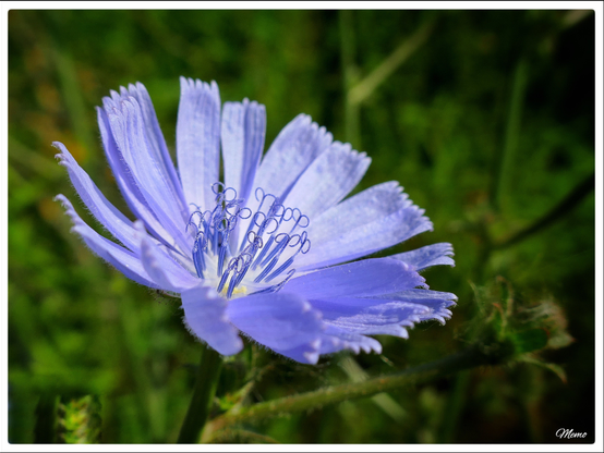 Bildbeschreibung:
Nahaufnahme einer hellblauen Blüte der „Gemeinen Wegwarte“.