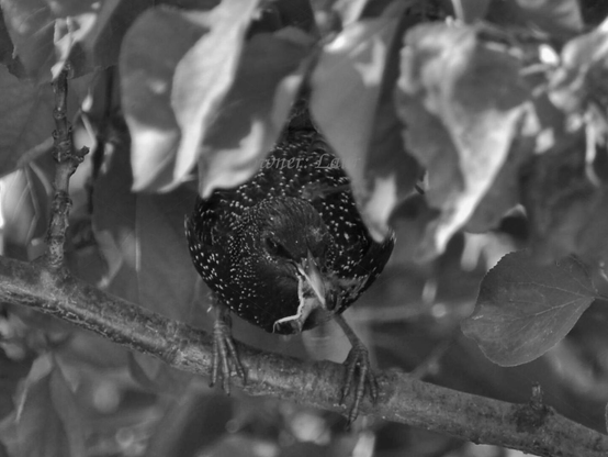 Bird, closeup, black and white, photo
