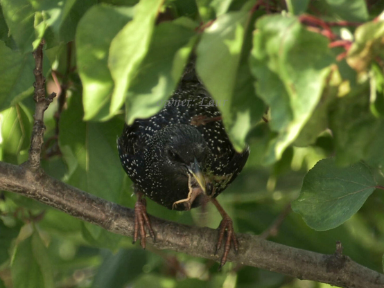 Bird, closeup, color, photo