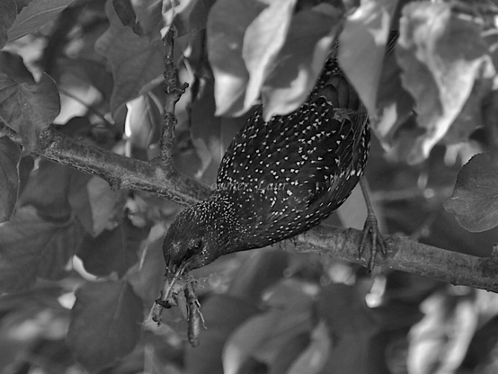 Bird, closeup, black and white, photo