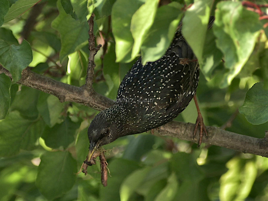 Bird, closeup, color, photo