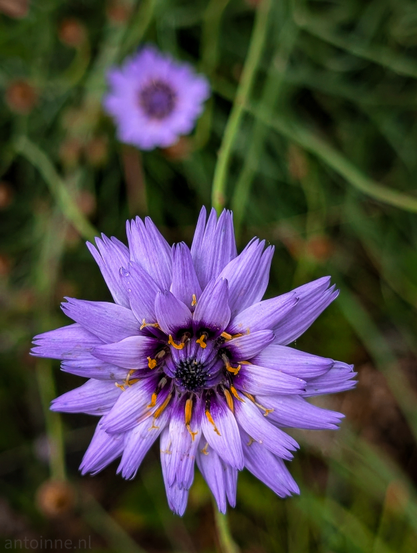A vibrant purple blue flower (Catananche caerulea), with another, out-of-focus purple flower in the background. The central flower dominates the frame, showcasing numerous delicate, pointed petals arranged in a radial pattern. The inner part of the flower features a darker purple, almost black, center with bright yellow or orange pollen accents. 