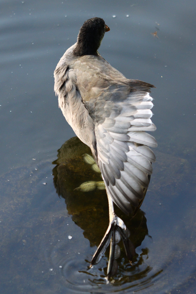 A young coot standing with one foot on a submerged rock, while the other stretches out with its left wing showing all its primary feathers 
