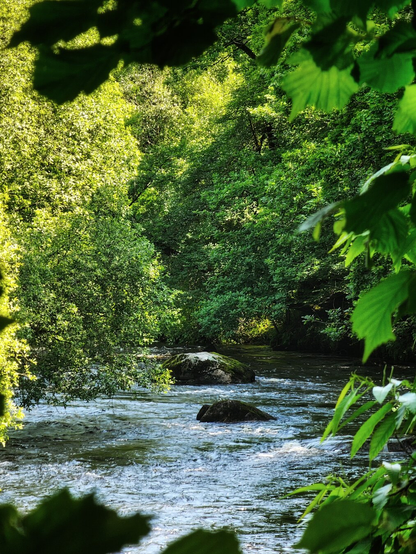 A sun-dappled river flows through a vibrant green forest. Large rocks break the water's surface, and lush foliage frames the scene, creating a sense of serene natural beauty.