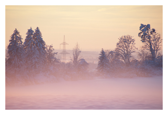 View of a group of snow covered trees (and a power pole further back) behind the fog near the edge of a field. It's close to sunset and the light is being heavily diffused in the fog, creating an intense vanilla/pinkish glow against the silhouettes of the trees