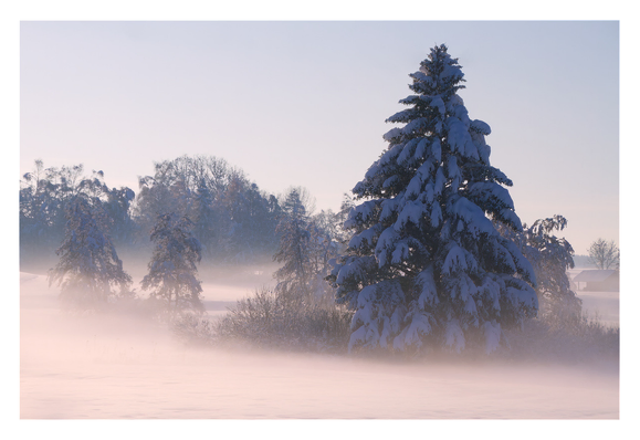 A small group of trees (spruce, larch) covered in heavy snow standing in a field covered in layers of ground fog. Clear sky. It's close to sunset and the light already has a faint vanilla/pink tint.