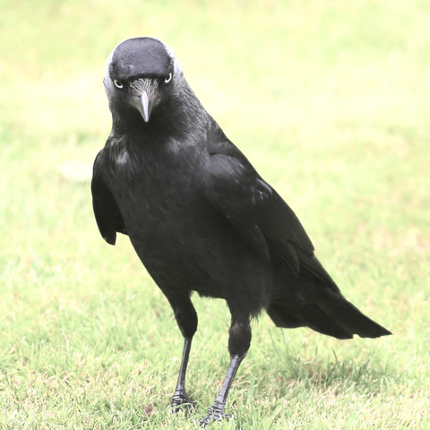 A Jackdaw walking on a lawn looking for food. He does look angry but he is vey timid and sweet. We all know, looks can be misleading 🙂