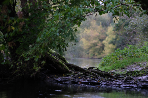 A tranquil river scene framed by lush greenery and tree roots, with soft lighting highlighting the calm water and distant foliage.