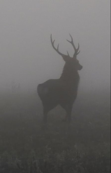Das gesamte Bild besteht aus verschiedenen Grauabstufungen, nicht nachbearbeitet. Die Silhouette eines Hirsches von der Seite mit einem sehr schönen Geweih mit acht Enden. Der Hirsch ist vollständig von Nebel umgeben, so dass man ihn nur als Schemen erkennen kann.
Im Vordergrund sind einige rauhreifbedekcte Stauden und Gräser, ebenfalls undeutlich zu erkennen.