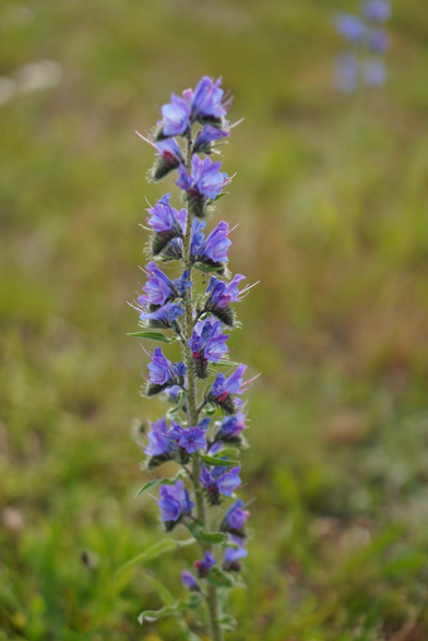 A long stem of blue bellshaped flowers