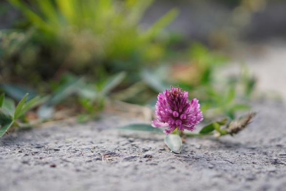 A tiny purple vall growing upward, uts stem mostly hugging the asphalt.