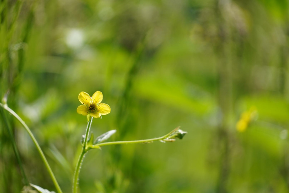 Tiny yellow flower on green, with a green background