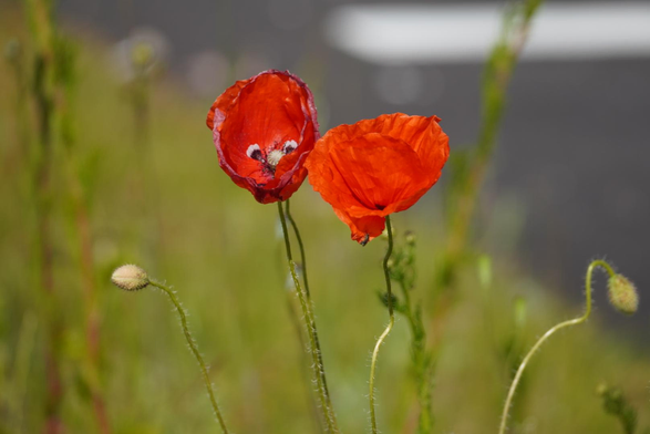 Two red flowers with thin thin flowerpetals on them. One looks a bit like a face.