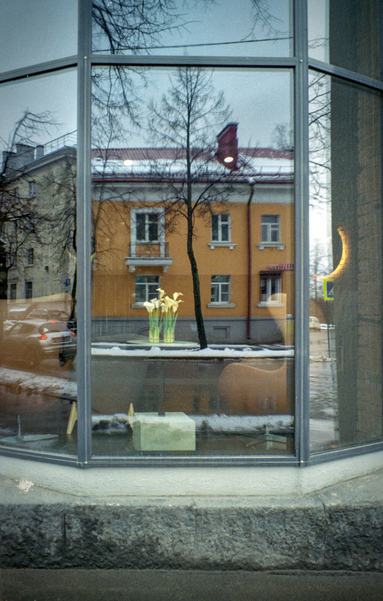 The photo shows a window with reflections of buildings opposite, a road, and cars. There are flowers with yellow buds on a table in the window.