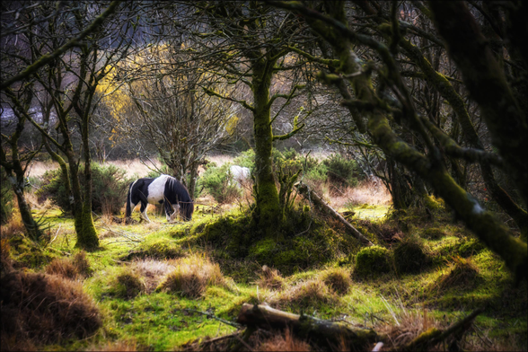 Dartmoor Pony im Fernworthy Forest, England