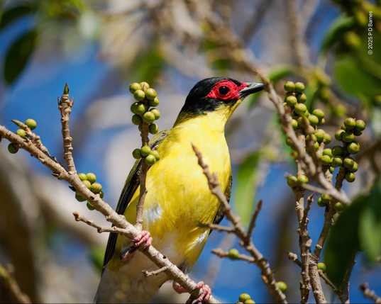 A medium-sized male bird perched on a fig-tree branch, next to clusters of figs. The bird has a black head, distinctive red facial skin around its black eye, and a bright, pale yellow neck, chest and belly. Almost invisible are its olive-green wings.