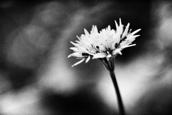 Das Bild zeigt eine einzelne Blume in Schwarz-Weiß. Die Blume hat viele feine, spitze Blütenblätter, die sich in einem Kranz um den Stiel herum bilden. Der Stiel ist dünn und schartig, und die Blüte steht im Vordergrund, während der Hintergrund verschwommen ist. Die Blüte hat einen zarten, weißen Farbton, der sich von dem dunkleren, unscharfen Hintergrund abhebt. Die Blütenblätter sind leicht gewellt und haben eine feine Struktur, die im Detail sichtbar ist. Der Hintergrund besteht aus einem verschwommenen Muster, das die Blume noch mehr hervorhebt. Die gesamte Komposition des Bildes ist schlicht und konzentriert sich auf die Blume, die als zentrales Element dient.