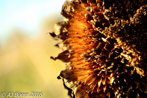 The plant has an erect rough-hairy stem, reaching typical heights of 3 metres (10 feet). The tallest sunflower on record achieved 9.17 m (30 ft 1 in) Sunflower leaves are broad, coarsely toothed, rough and mostly alternate; those near the bottom are largest and commonly heart-shaped